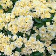 ヒメ日記 2026/04/21 14:33 投稿 さら 厚木人妻城