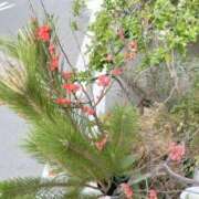 ヒメ日記 2025/01/18 10:13 投稿 まりこ 完熟ばなな大宮