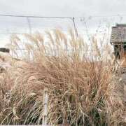 ヒメ日記 2025/01/21 17:03 投稿 まりこ 完熟ばなな大宮