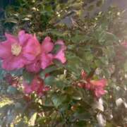 ヒメ日記 2025/02/05 17:13 投稿 まりこ 完熟ばなな大宮