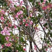 ヒメ日記 2025/03/31 10:23 投稿 まりこ 完熟ばなな大宮