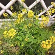 ヒメ日記 2025/04/04 17:43 投稿 まりこ 完熟ばなな大宮