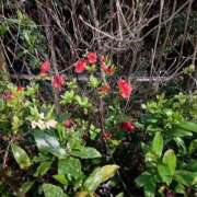 ヒメ日記 2025/04/08 17:43 投稿 まりこ 完熟ばなな大宮