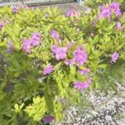 ヒメ日記 2025/04/15 17:43 投稿 まりこ 完熟ばなな大宮