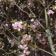 ヒメ日記 2025/04/18 18:13 投稿 まりこ 完熟ばなな大宮