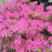 ヒメ日記 2025/04/26 10:43 投稿 まりこ 完熟ばなな大宮