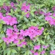 ヒメ日記 2025/04/27 12:06 投稿 まりこ 完熟ばなな大宮