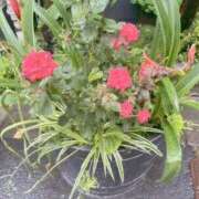 ヒメ日記 2025/05/10 10:53 投稿 まりこ 完熟ばなな大宮