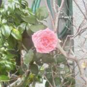 ヒメ日記 2025/05/24 11:13 投稿 まりこ 完熟ばなな大宮