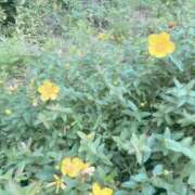 ヒメ日記 2025/06/12 17:53 投稿 まりこ 完熟ばなな大宮