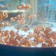 ヒメ日記 2025/06/20 18:04 投稿 まりこ 完熟ばなな大宮