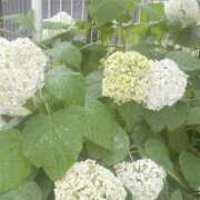 ヒメ日記 2025/07/08 17:43 投稿 まりこ 完熟ばなな大宮