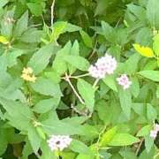 ヒメ日記 2025/08/15 17:43 投稿 まりこ 完熟ばなな大宮