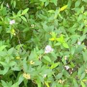 ヒメ日記 2025/08/16 11:23 投稿 まりこ 完熟ばなな大宮