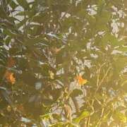 ヒメ日記 2025/10/28 18:04 投稿 まりこ 完熟ばなな大宮