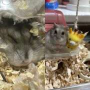 ヒメ日記 2025/12/17 06:16 投稿 しゅり One More 奥様　西船橋店