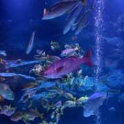 ヒメ日記 2026/02/05 17:14 投稿 しゅり One More 奥様　西船橋店