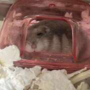 ヒメ日記 2026/03/26 05:27 投稿 しゅり One More 奥様　西船橋店