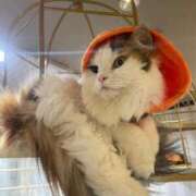 ヒメ日記 2026/04/07 05:17 投稿 しゅり One More 奥様　西船橋店