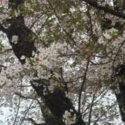 ヒメ日記 2026/04/08 02:17 投稿 しゅり One More 奥様　西船橋店