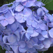 ヒメ日記 2025/06/16 11:11 投稿 くるなちゃん ちょい！ぽちゃロリ倶楽部Hip's馬橋店