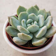 ヒメ日記 2025/09/22 11:45 投稿 くるなちゃん ちょい！ぽちゃロリ倶楽部Hip's馬橋店