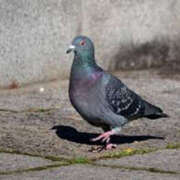 ヒメ日記 2026/02/09 13:41 投稿 くるなちゃん ちょい！ぽちゃロリ倶楽部Hip's馬橋店