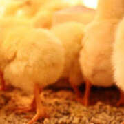 ヒメ日記 2026/02/17 15:51 投稿 くるなちゃん ちょい！ぽちゃロリ倶楽部Hip's馬橋店