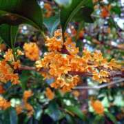 ヒメ日記 2026/03/17 12:51 投稿 くるなちゃん ちょい！ぽちゃロリ倶楽部Hip's馬橋店