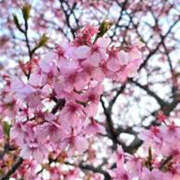 ヒメ日記 2026/04/12 12:27 投稿 くるなちゃん ちょい！ぽちゃロリ倶楽部Hip's馬橋店