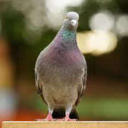 ヒメ日記 2026/04/28 16:03 投稿 くるなちゃん ちょい！ぽちゃロリ倶楽部Hip's馬橋店