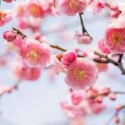 ヒメ日記 2026/02/12 15:18 投稿 おと奥様 金沢の20代30代40代50代が集う人妻倶楽部