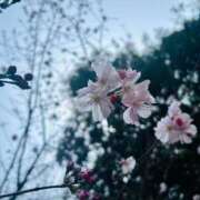 ヒメ日記 2026/04/01 08:33 投稿 おと奥様 金沢の20代30代40代50代が集う人妻倶楽部