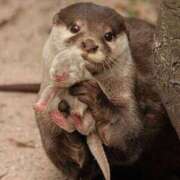 ヒメ日記 2026/01/16 22:10 投稿 ちか ぽちゃらん旭店