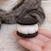 ヒメ日記 2026/02/11 12:29 投稿 ちか ぽちゃらん旭店