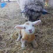 ヒメ日記 2026/03/05 21:32 投稿 ちか ぽちゃらん旭店