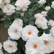 ヒメ日記 2025/03/11 10:02 投稿 新人・海七(みな) グランドオペラ福岡