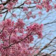 ヒメ日記 2025/03/27 10:15 投稿 かりあ 成田人妻花壇