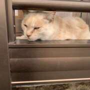 ヒメ日記 2026/04/04 12:31 投稿 希歩／きほ 大宮人妻セレブリティ（ユメオト）