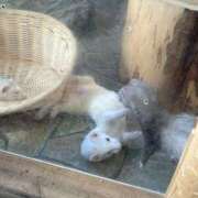 ヒメ日記 2025/05/17 09:45 投稿 あき 素人妻御奉仕倶楽部Hip's松戸店