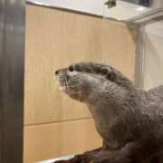 ヒメ日記 2025/07/13 17:36 投稿 あき 素人妻御奉仕倶楽部Hip's松戸店