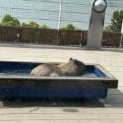 ヒメ日記 2025/08/21 23:41 投稿 あき 素人妻御奉仕倶楽部Hip's松戸店