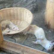 ヒメ日記 2025/10/15 17:39 投稿 あき 素人妻御奉仕倶楽部Hip's松戸店