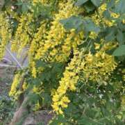 ヒメ日記 2026/04/03 19:09 投稿 あき 素人妻御奉仕倶楽部Hip's松戸店