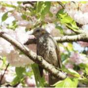 ヒメ日記 2024/04/03 18:54 投稿 夏目まみ 色気あるワイフ