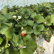 ヒメ日記 2025/03/23 11:33 投稿 並木まや 横浜プロダクション