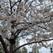 ヒメ日記 2025/04/09 07:56 投稿 並木まや 横浜プロダクション