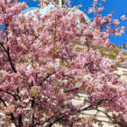 ヒメ日記 2025/04/21 07:39 投稿 並木まや 横浜プロダクション