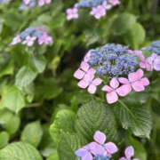 ヒメ日記 2025/06/12 07:47 投稿 並木まや 横浜プロダクション