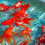 ヒメ日記 2025/07/21 11:41 投稿 並木まや 横浜プロダクション